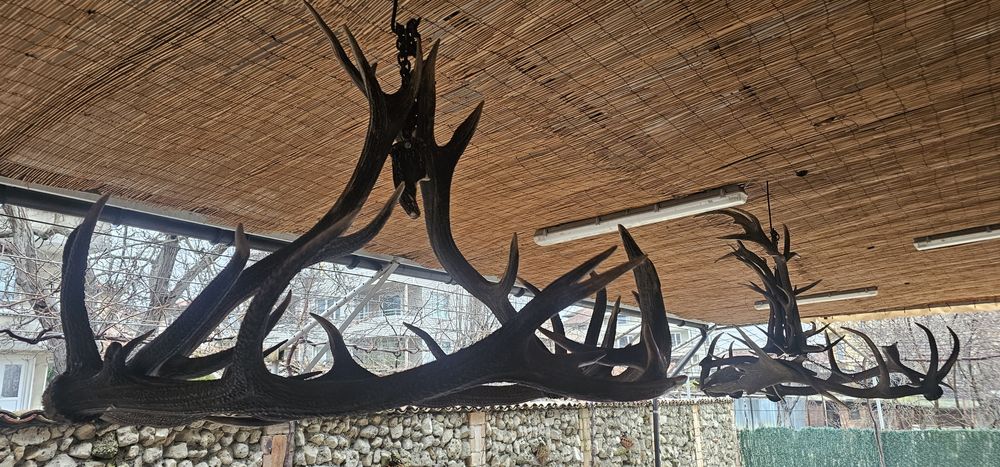 Полюлей от еленски рога