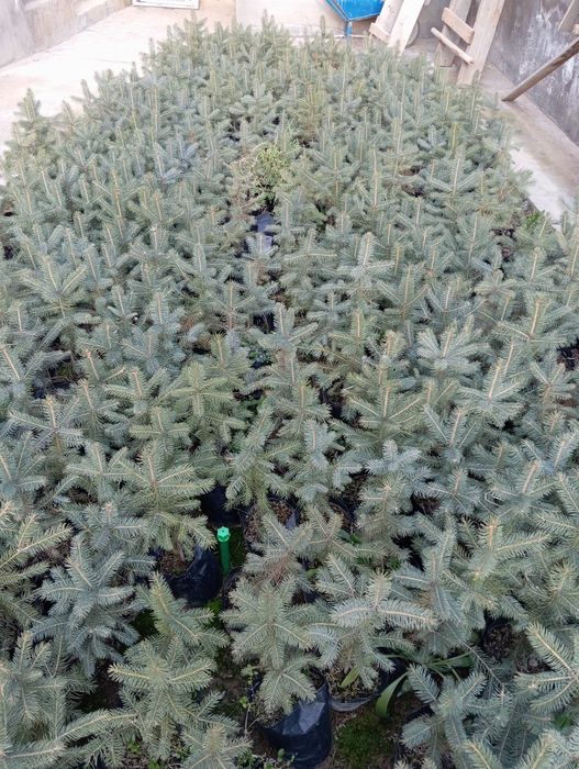 Голубой ел сорт Костер