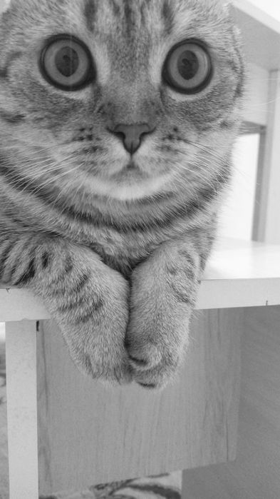 шотландский выслоухи кот