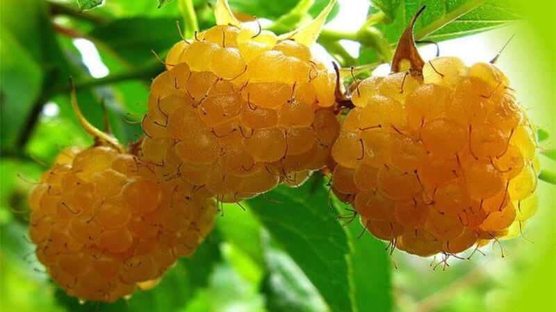 Саженцы ,многолетние цветы