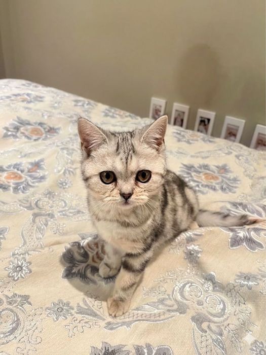 Продам красивого котенка серебристого окраса.