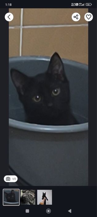 Отдам в добрые руки