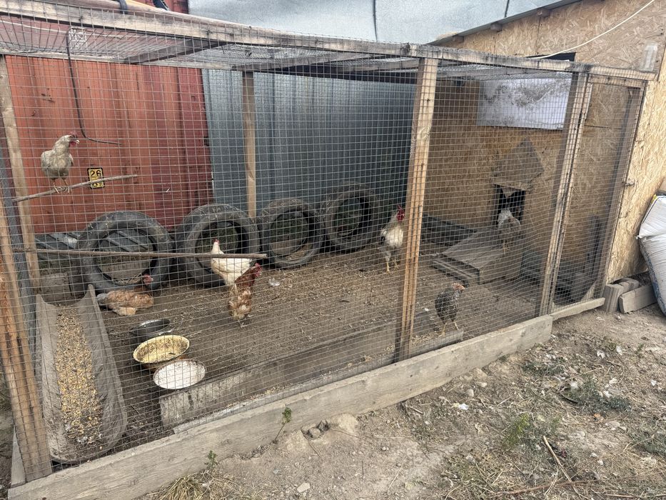 Курятник с курами