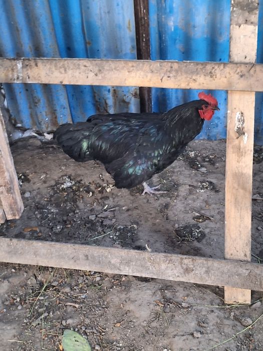 Петухи , қораздар