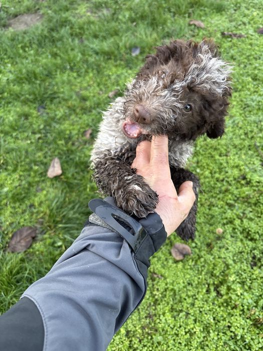 Кученцето е със  1 и 2 ваксина