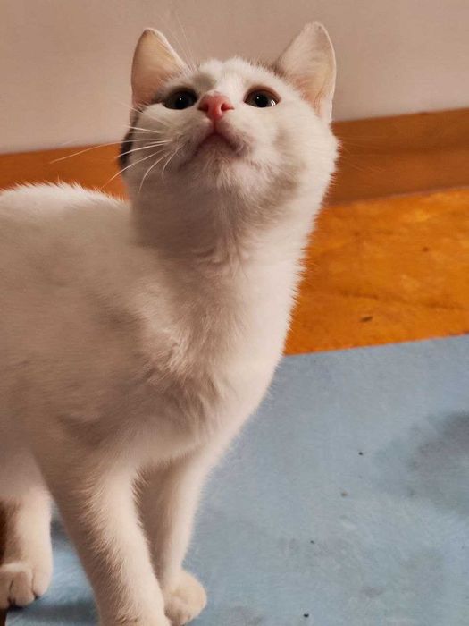 Котик Бобрик ищет дом