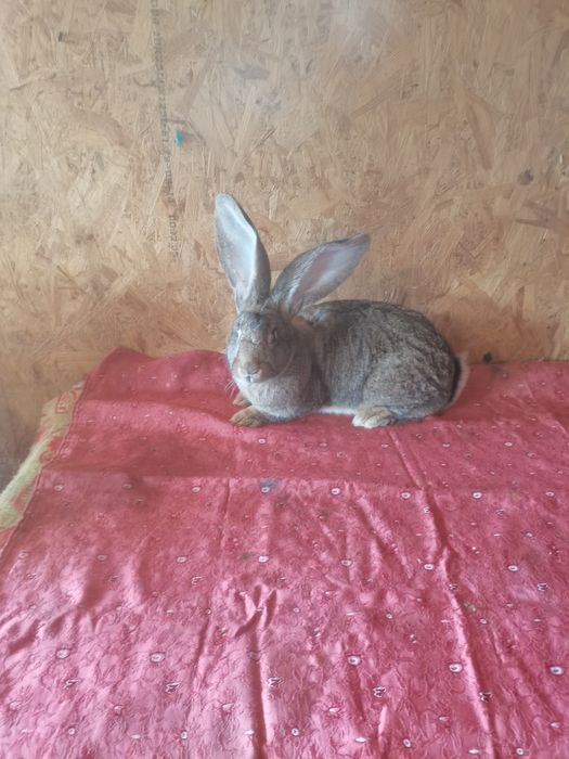 Femela urias german gri  montată