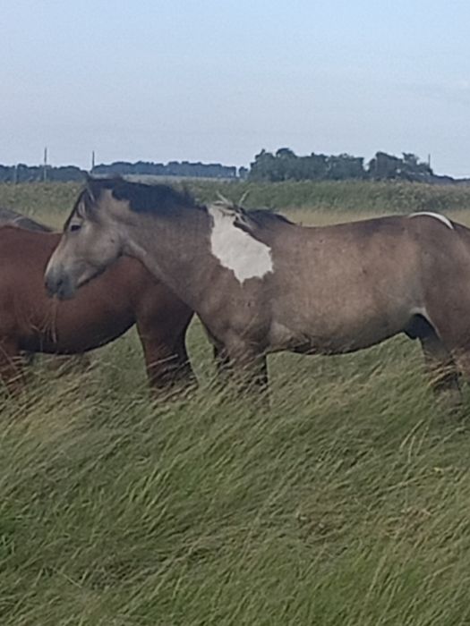 Сатамын айғырды .продам жеребца