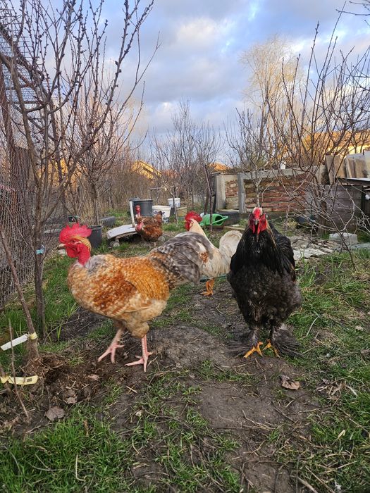 Cocosi sau cocosi: Ameraucana, Leghorn si mixt