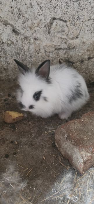 Iepurași cap de leu