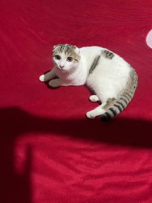 Шотландская вислоухий кот