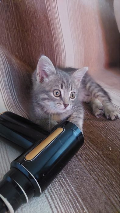В добрые руки котенок-мальчик