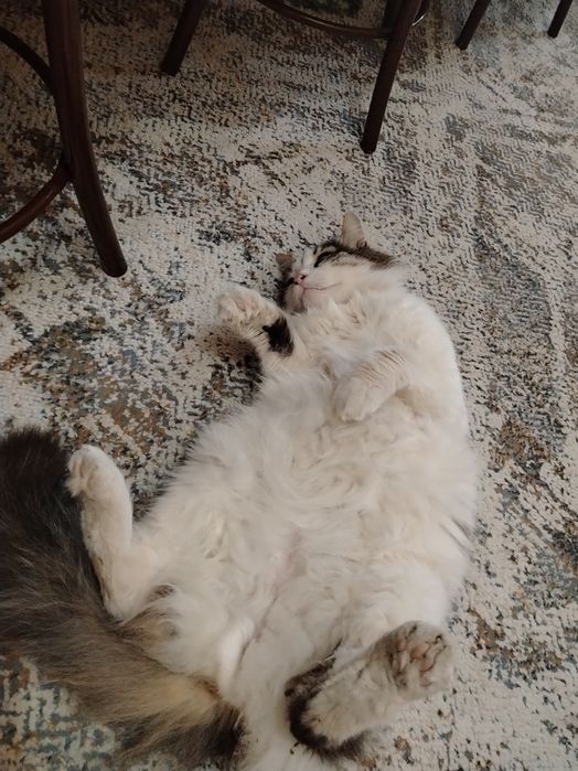 Пропал кот на улице