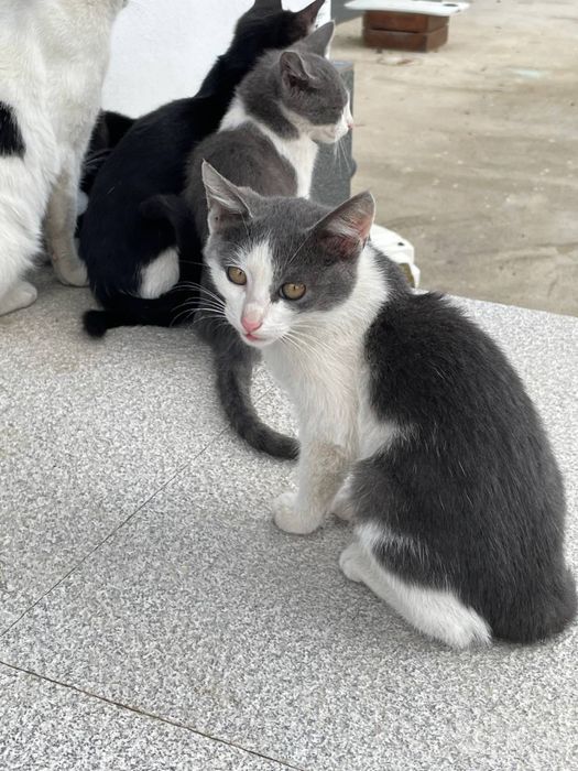 Котята отдам даром