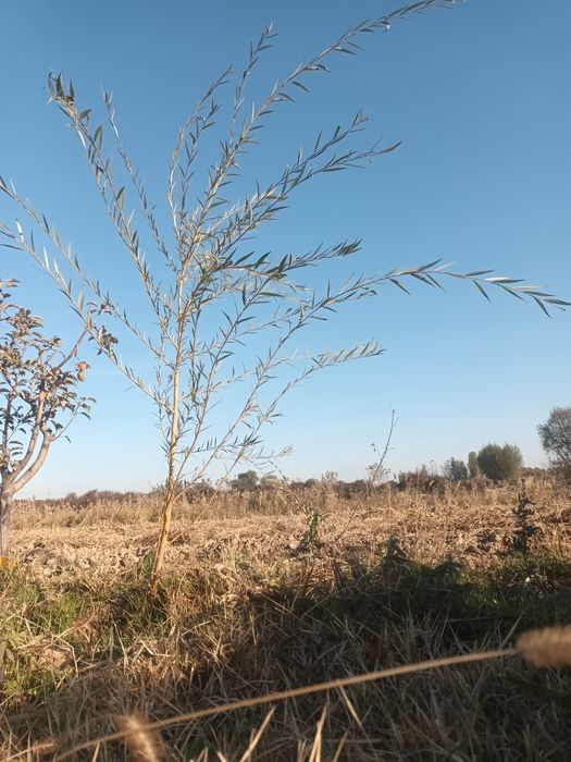 Мажнунтол кучатлари сотилади