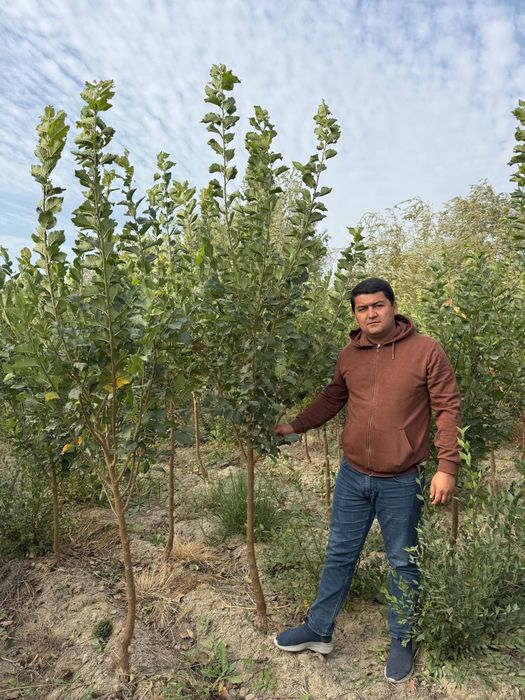 Сада кайрагоч Sada Qayragʻoch