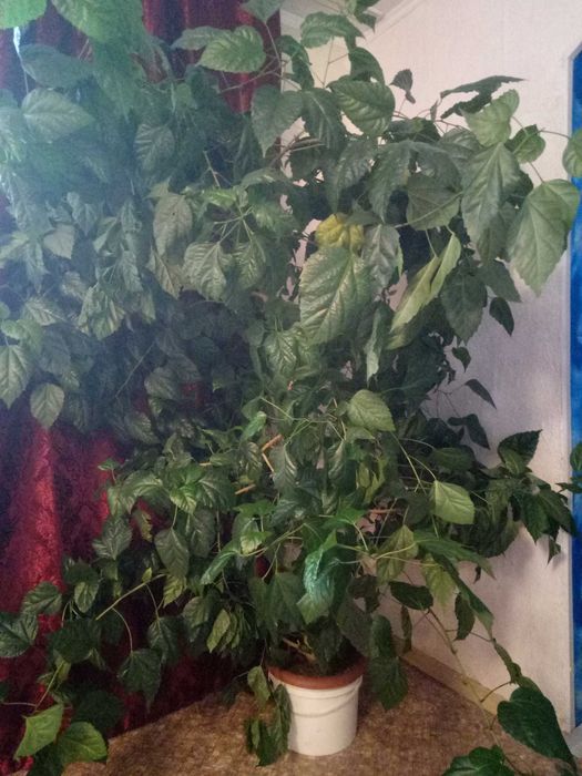 Продам Розу, 2м высотой.