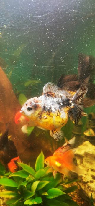 Pești acvariu GOLDFISH