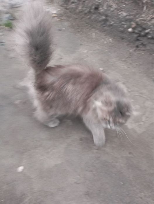 Skotish fold heyland