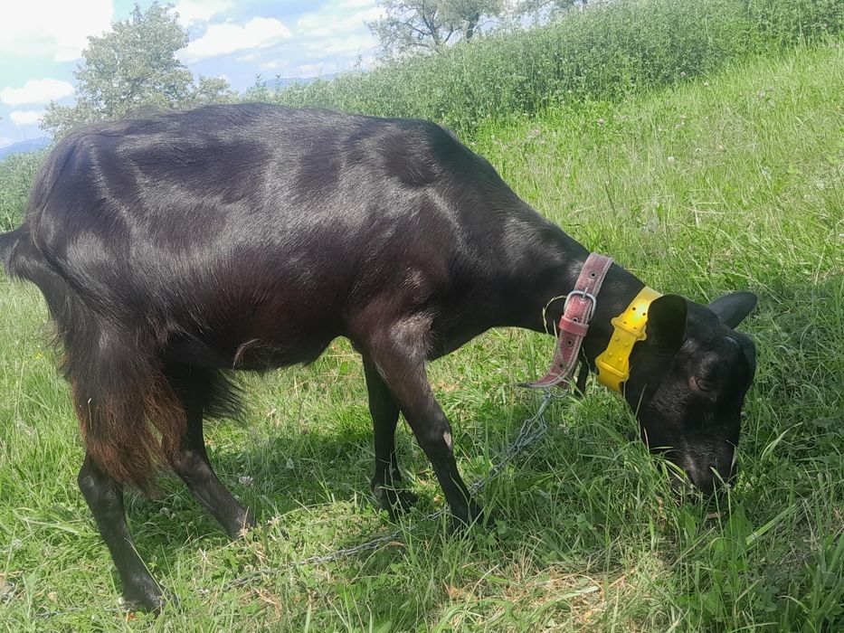 Vind 2 capre și 2 ieduță.