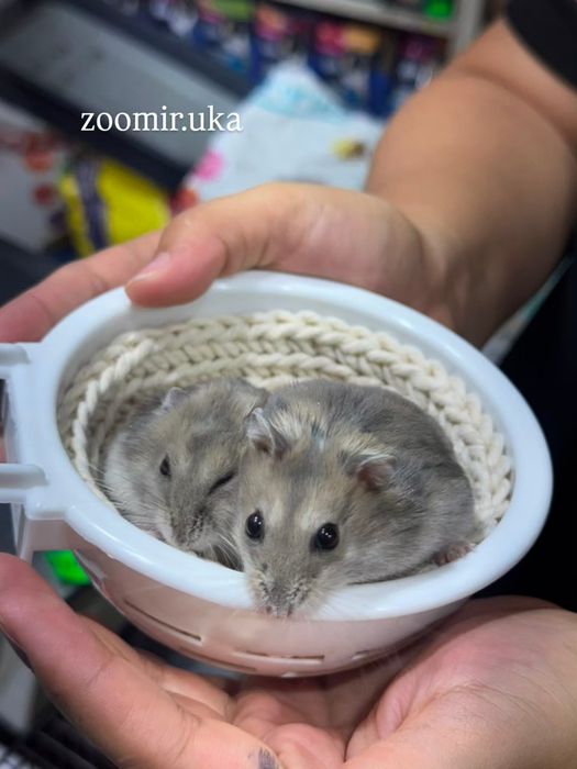 Джунгарские хомяки