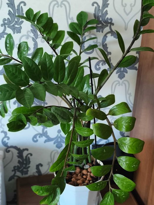 Продам замиокулькас (долларовое дерево)