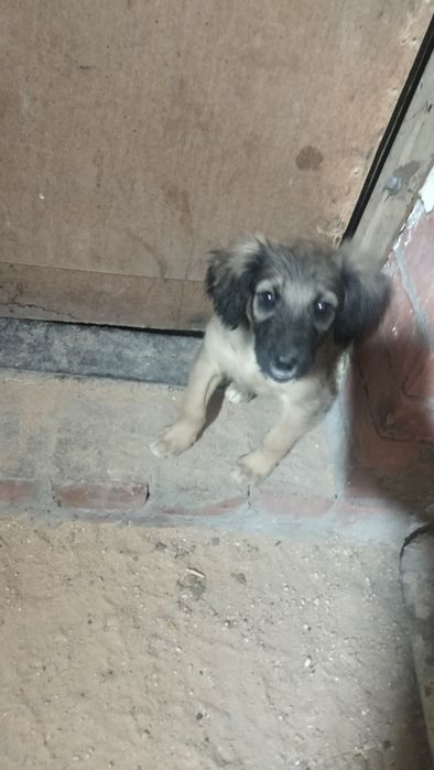 Продам щенков тазы городе Кокшетау