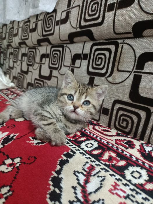 Отдам котят в добрые рукии