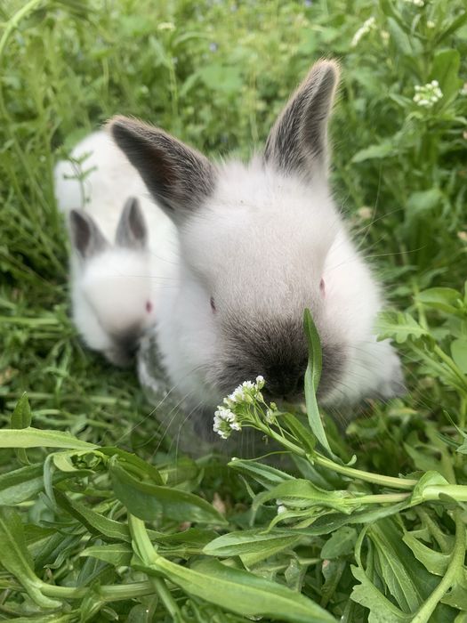 Продается крольчата порода калифорниеская здоровые веселые по 75000