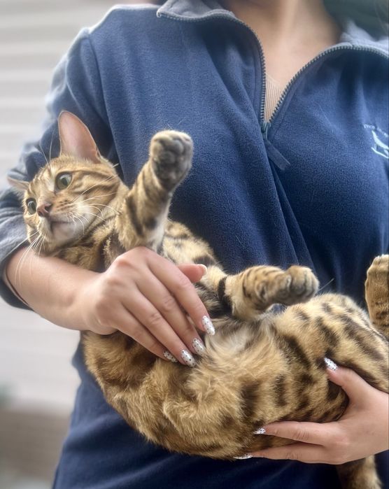 Шикарный бенгальский котёнок Лео