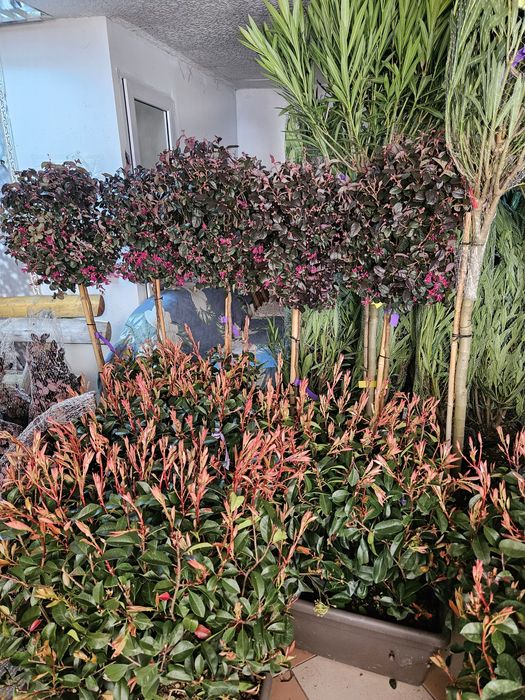 Camelia japonica photinia bonzai leylandi spirale