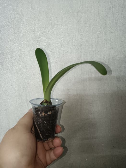 Любой по 700 тг.