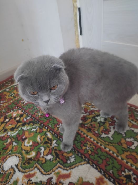 Shatlaniskiy mushuk 7oy