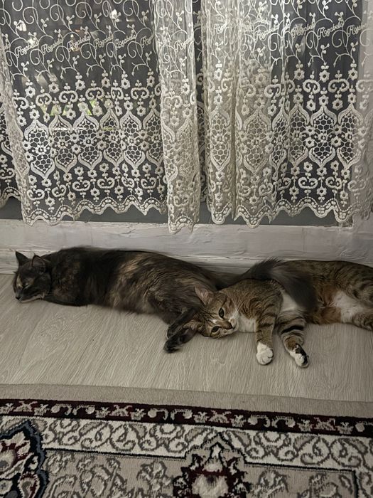 Кошка в хорошие руки