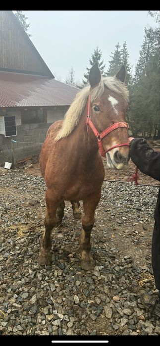 De vânzare mânză de un an