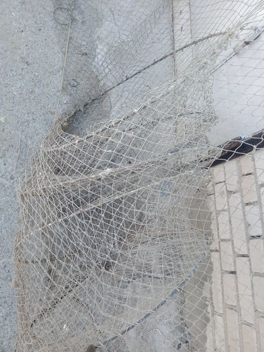 Рыбатский ставленик