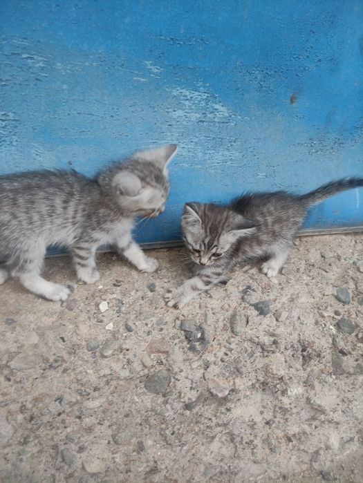 Бесплатно кошаки