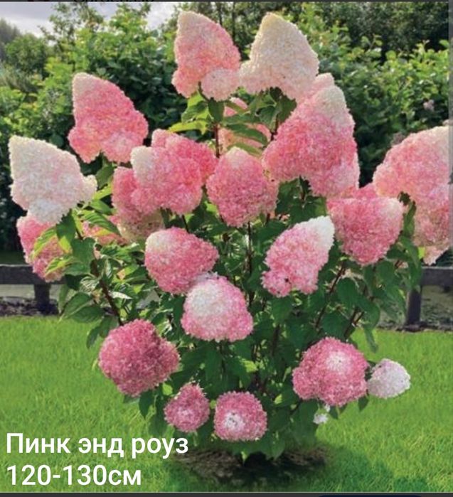 Гортензия метельчатая черенки