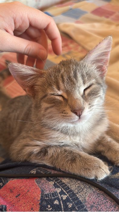 Кошечка в добрые руки