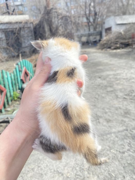 Котята 2,5 месячные