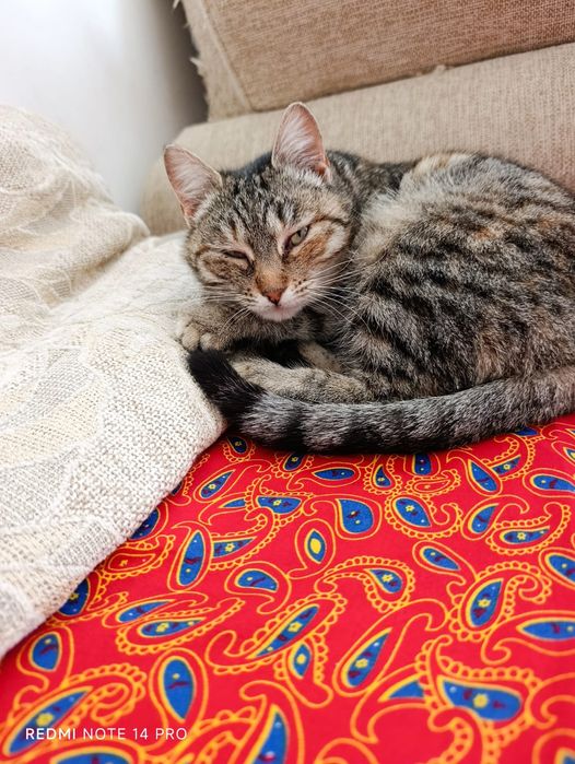 Кошка в добрые руки