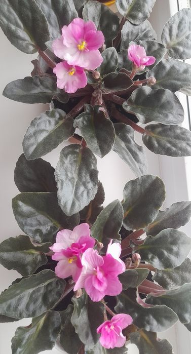 Фиалки в горшочках