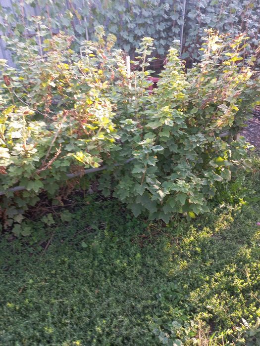 Саженцы (кусты) смародины