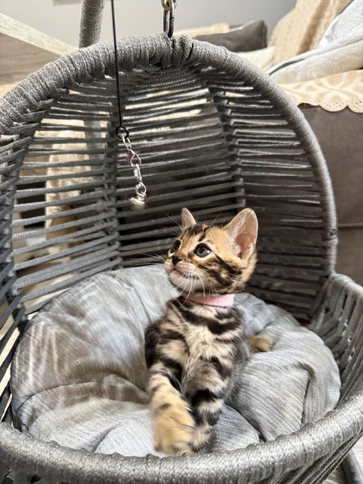 Чистокръвни Бенгалски котета