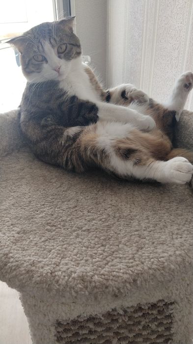 Отдам кота в добрые руки срочно