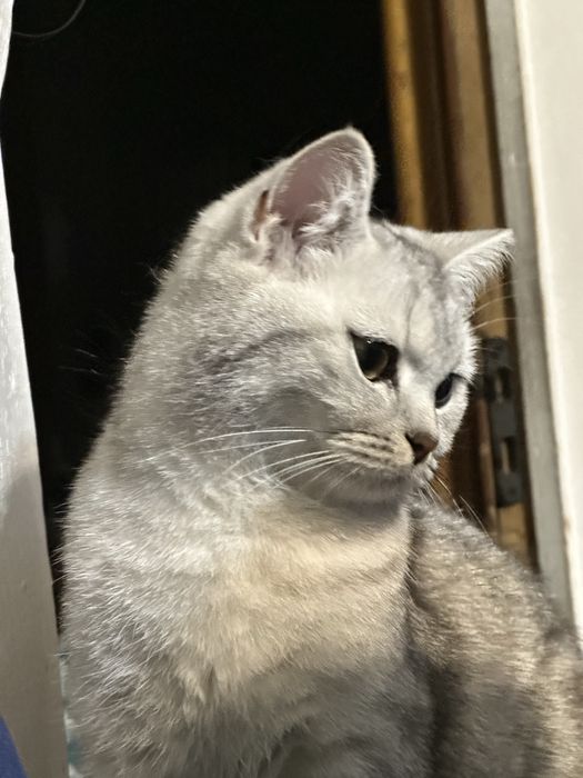 Пропала кошка. Верхняя часть города