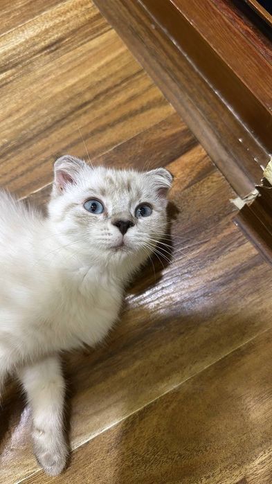 Котята вислоухие британцы продаются