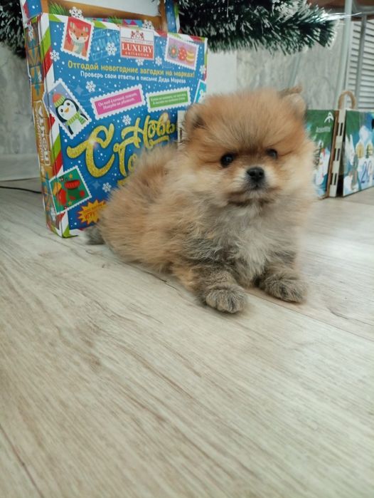 Шпицы щенки рыжие