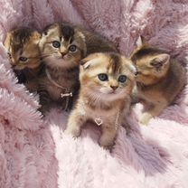 продаю девачку шиншилу и мальчика