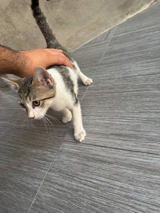 Отдам в добрые руки котенок